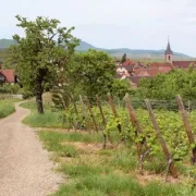 Le sentier des Grands Crus, vue imprenable sur le vignoble alsacien