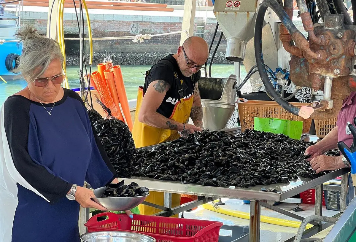 Les producteurs de moules à l'oeuvre au port