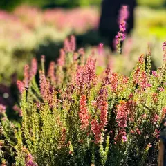 Belles soirées d'été