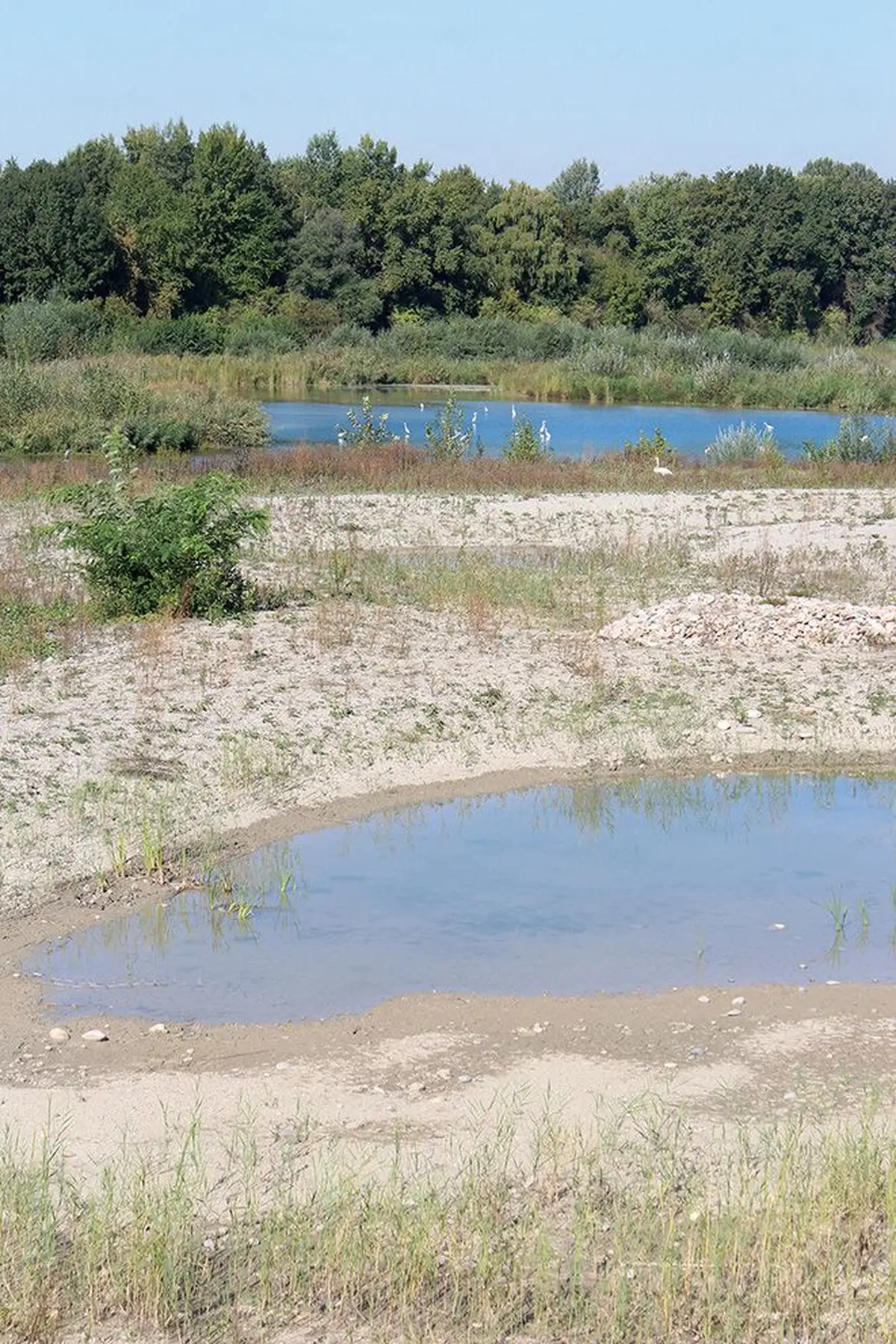 Observer les oiseaux