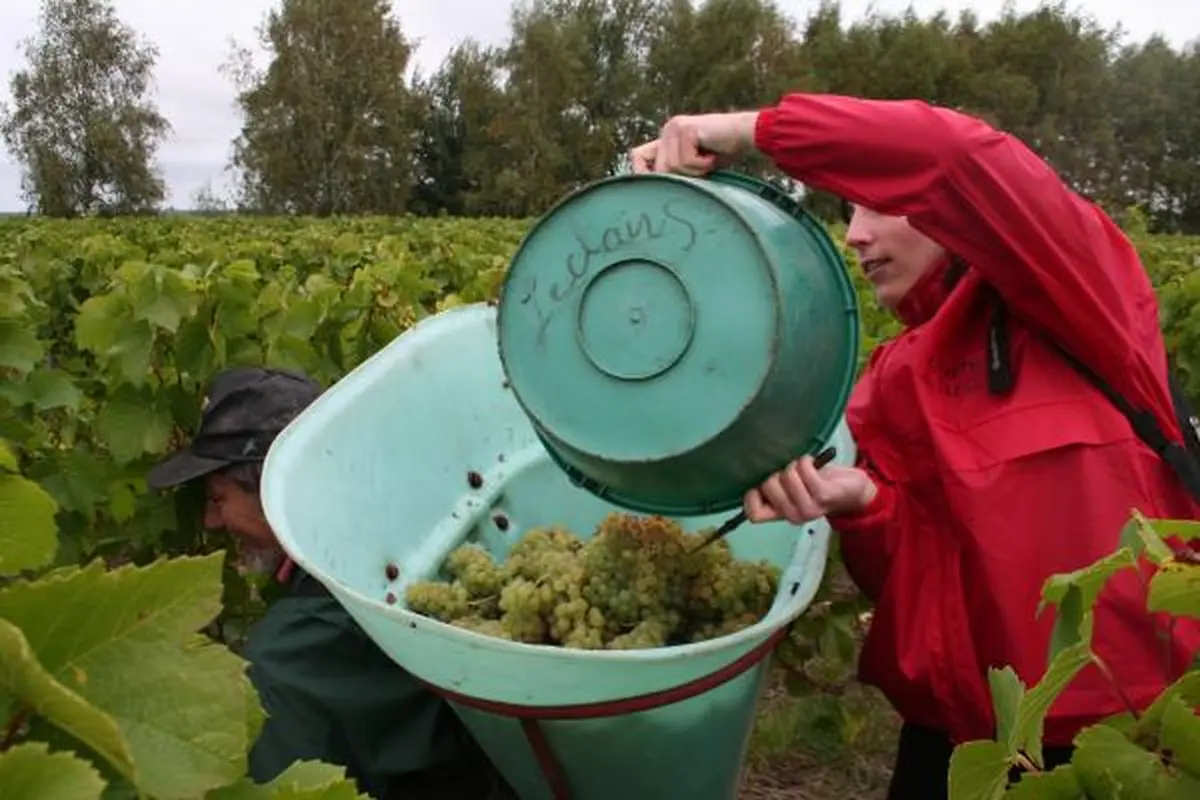 Berlot des vendanges