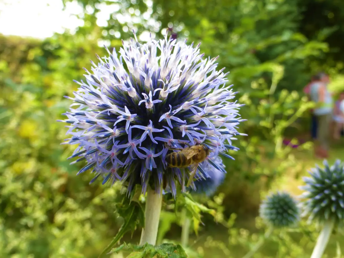 Bienvenue dans mon jardin au naturel : L'Oasis Inspire