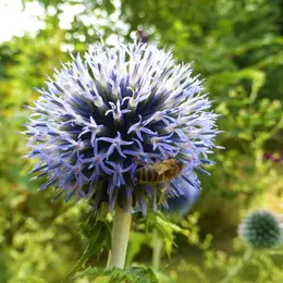 Bienvenue dans mon jardin au naturel : Seb le vannier