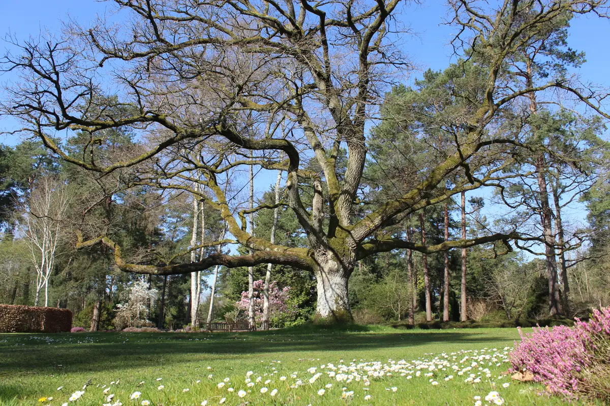 Bienvenue dans votre Arboretum