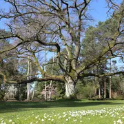 Bienvenue dans votre Arboretum