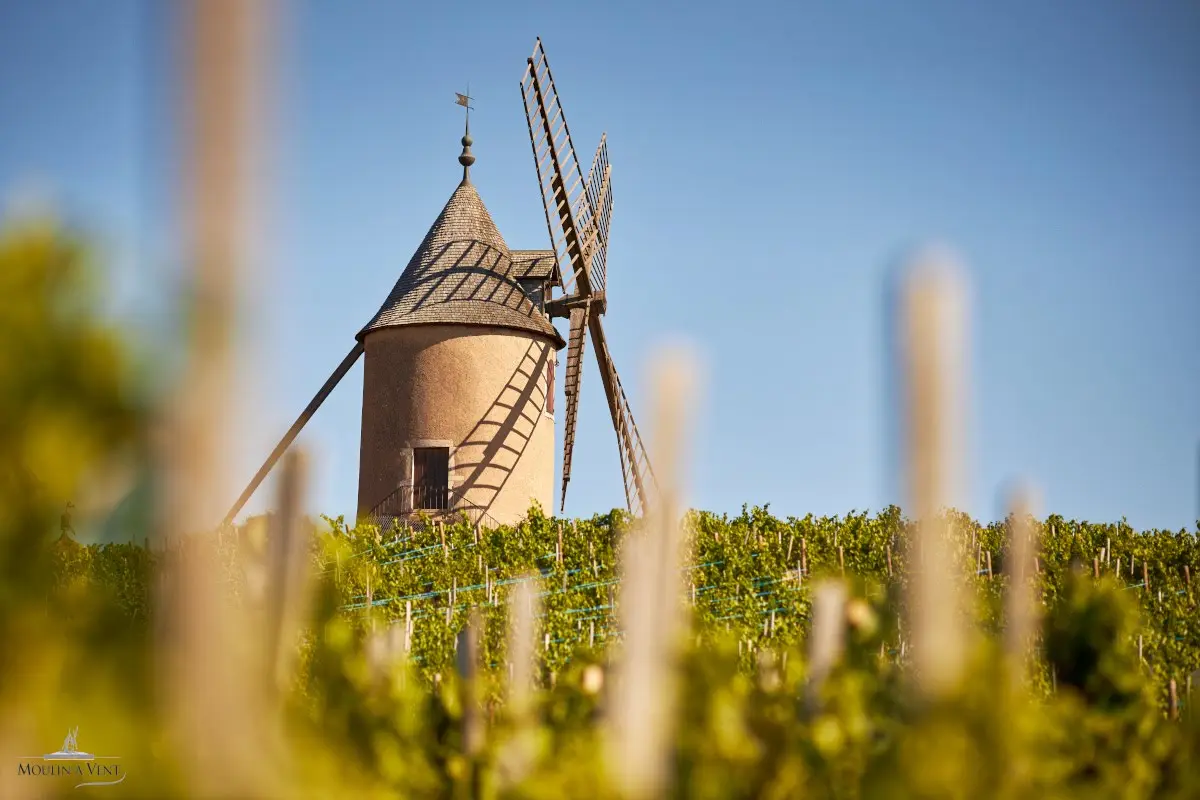 Bienvenue en Beaujonomie - Dîner au coeur du Moulin-à-Vent