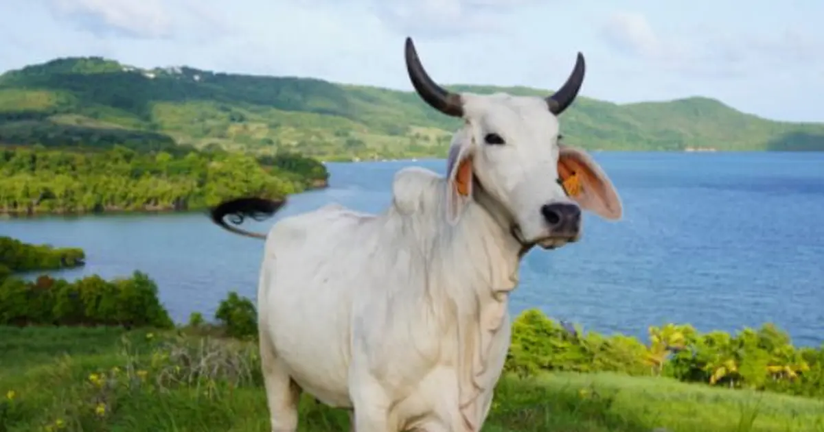 Biguine Vache Brahman Venue De Martinique g rie Du Salon De L biguine-vache-brahman-venue-de-martinique-g-rie-du-salon-de-l