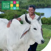 Biguine, vache Brahman venue de Martinique, égérie du Salon de l’Agriculture 2026