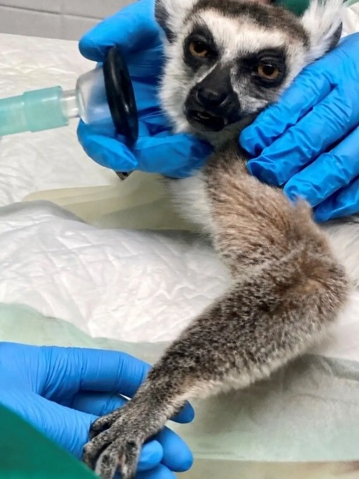 Bilbo le lémurien sauvé par une chirurgie innovante au Parc Animalier de Sainte-Croix