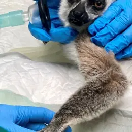 Bilbo le lémurien sauvé par une chirurgie innovante au Parc Animalier de Sainte-Croix