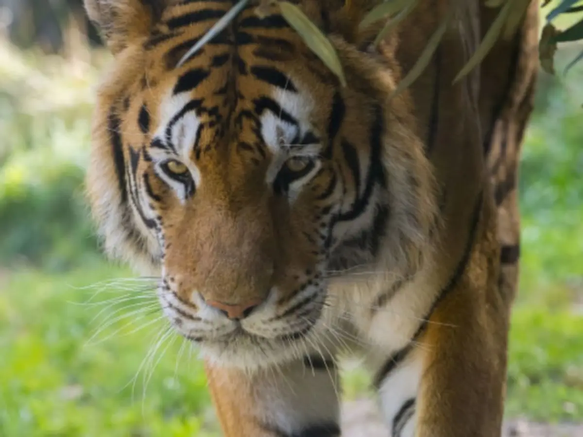 Billet 2 jours pour le Zoo d'Amnéville (57)