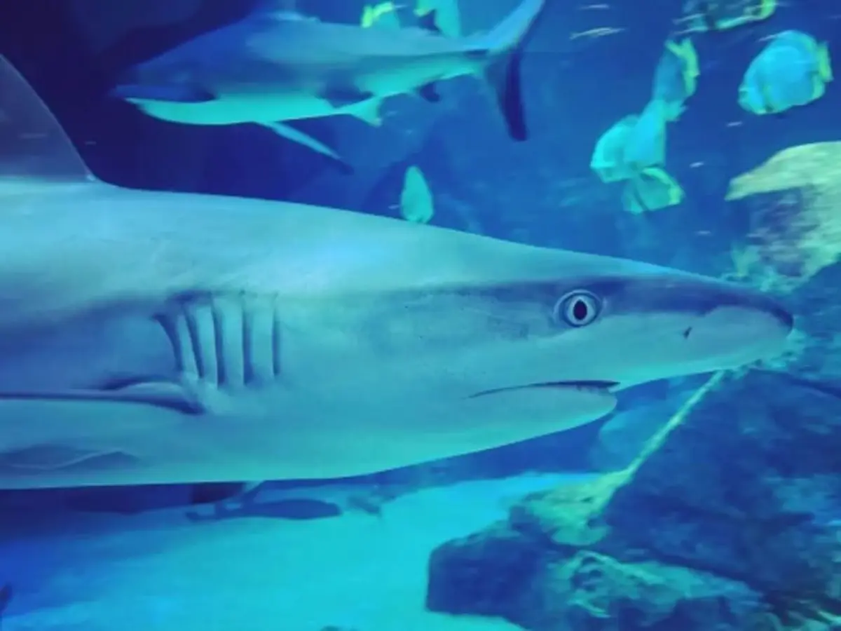 Billet combiné Aquarium de Biarritz + Cité de l'Océan