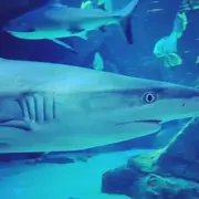 Billet combiné Aquarium de Biarritz + Cité de l'Océan