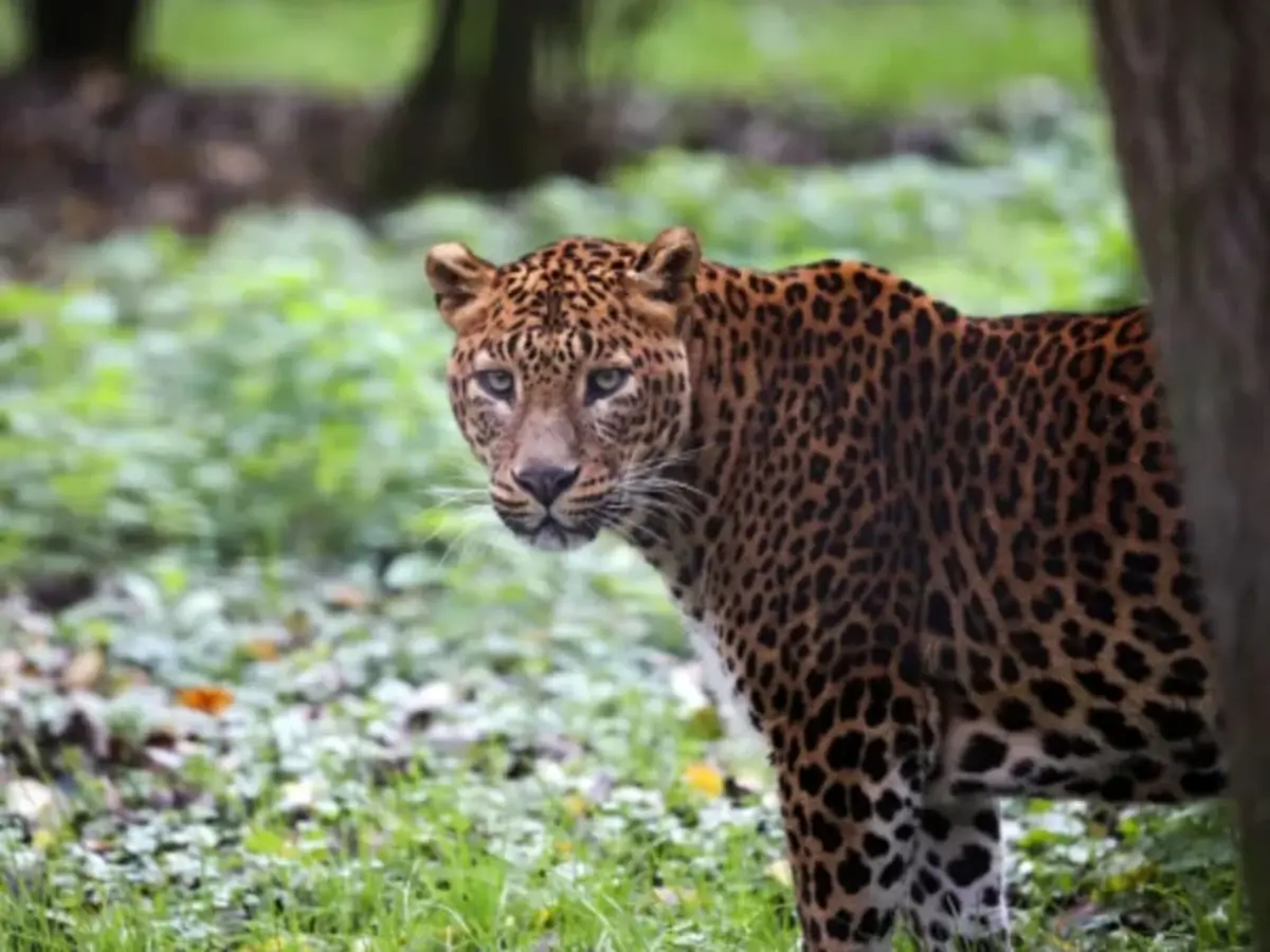 Billet combiné Lumigny Safari Réserve et Terre de Singes (77)