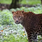 Billet combiné Lumigny Safari Réserve et Terre de Singes (77)