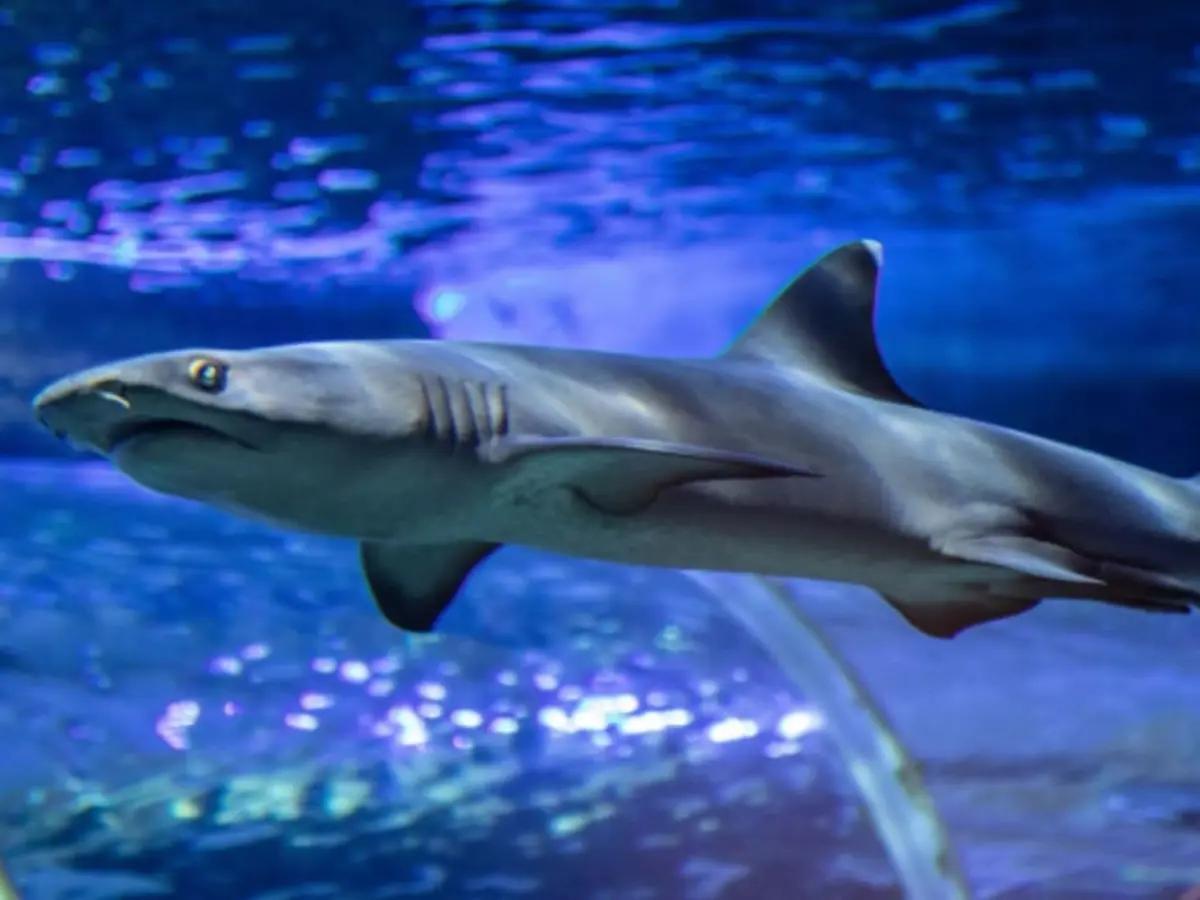 Billet combiné pour l'Aquarium de Touraine & Mini Châteaux (37)