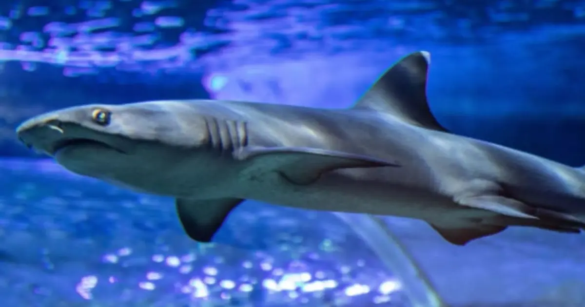 Billet combiné pour l'Aquarium de Touraine & Mini Châteaux (37)