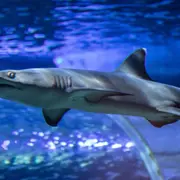 Billet combiné pour l'Aquarium de Touraine & Mini Châteaux (37)