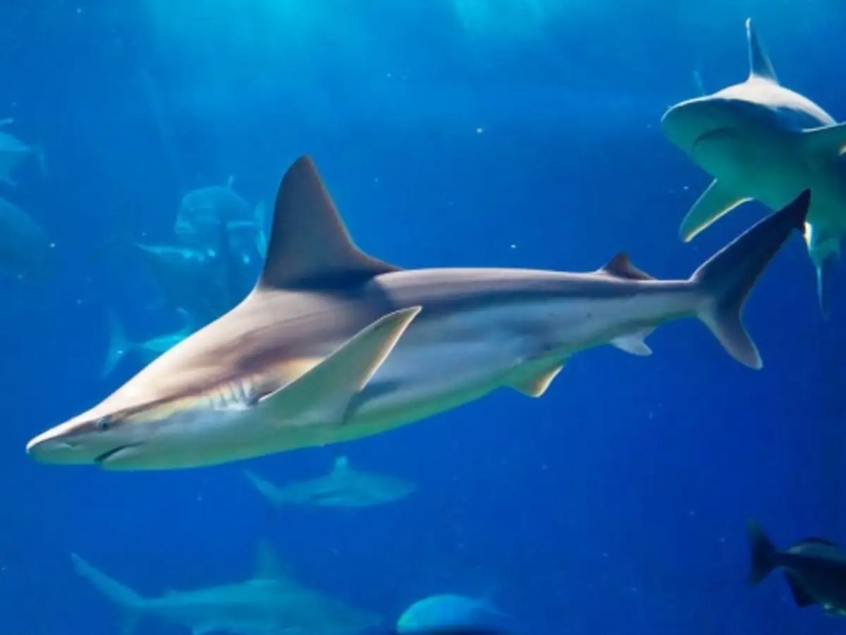 Billet coupe-file pour l'Aquarium de Paris au Trocadéro