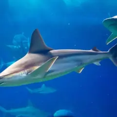 Billet coupe-file pour l'Aquarium de Paris au Trocadéro