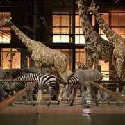 Billet coupe-file pour la Grande Galerie de l'Evolution