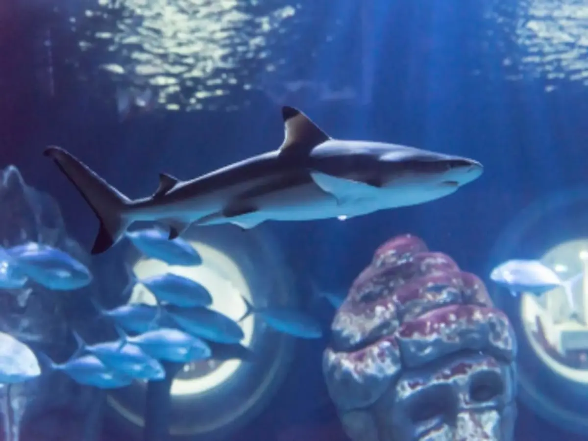 Billet coupe-file pour Le Seaquarium (30)