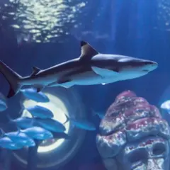 Billet coupe-file pour Le Seaquarium (30)