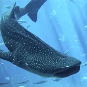 Billet coupe-file pour Le Seaquarium (30)