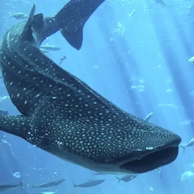 Visitez le Seaquarium du Grau-du-Roi