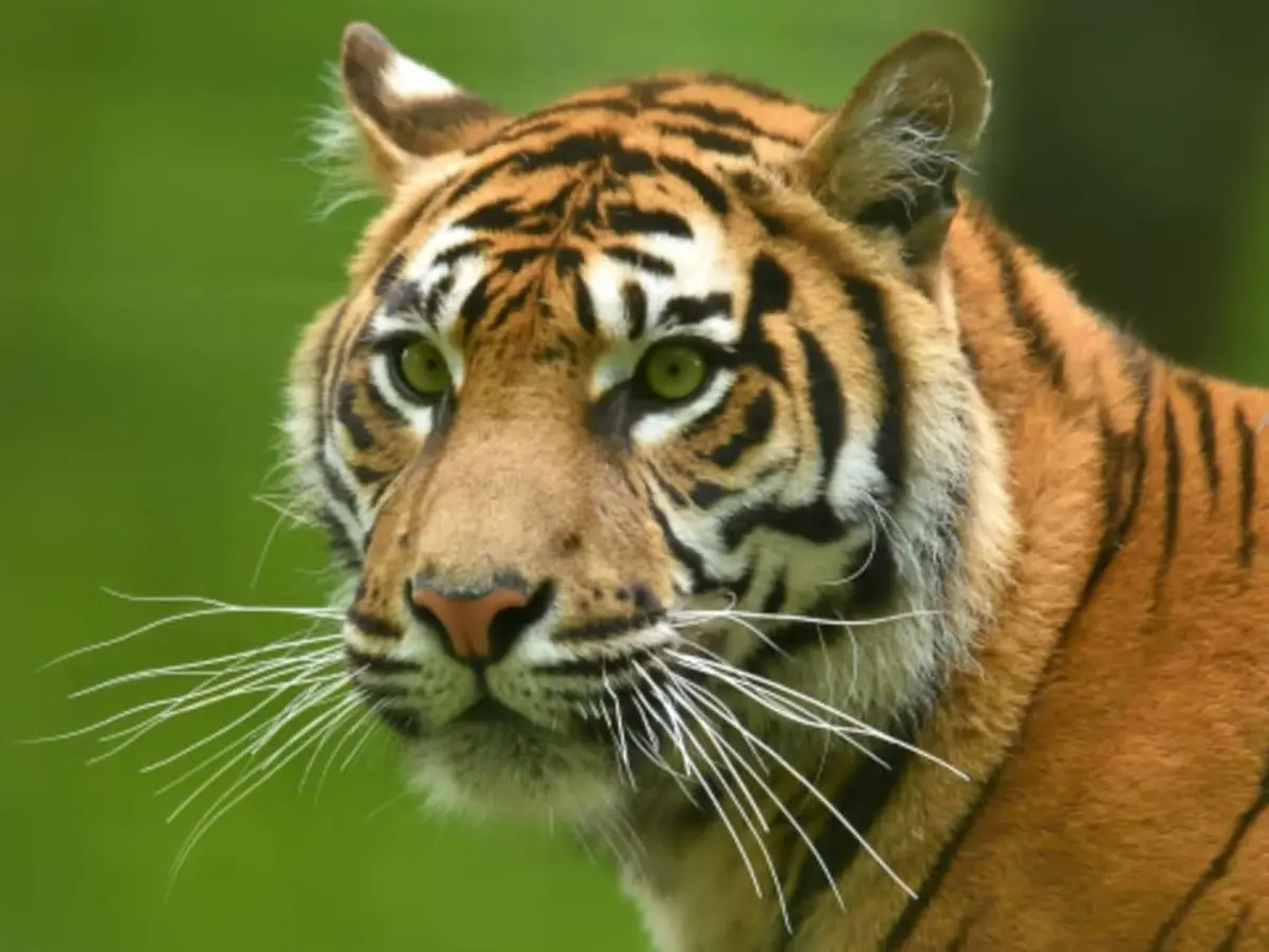 Billet coupe-file pour le Zoo du Jardin des Plantes