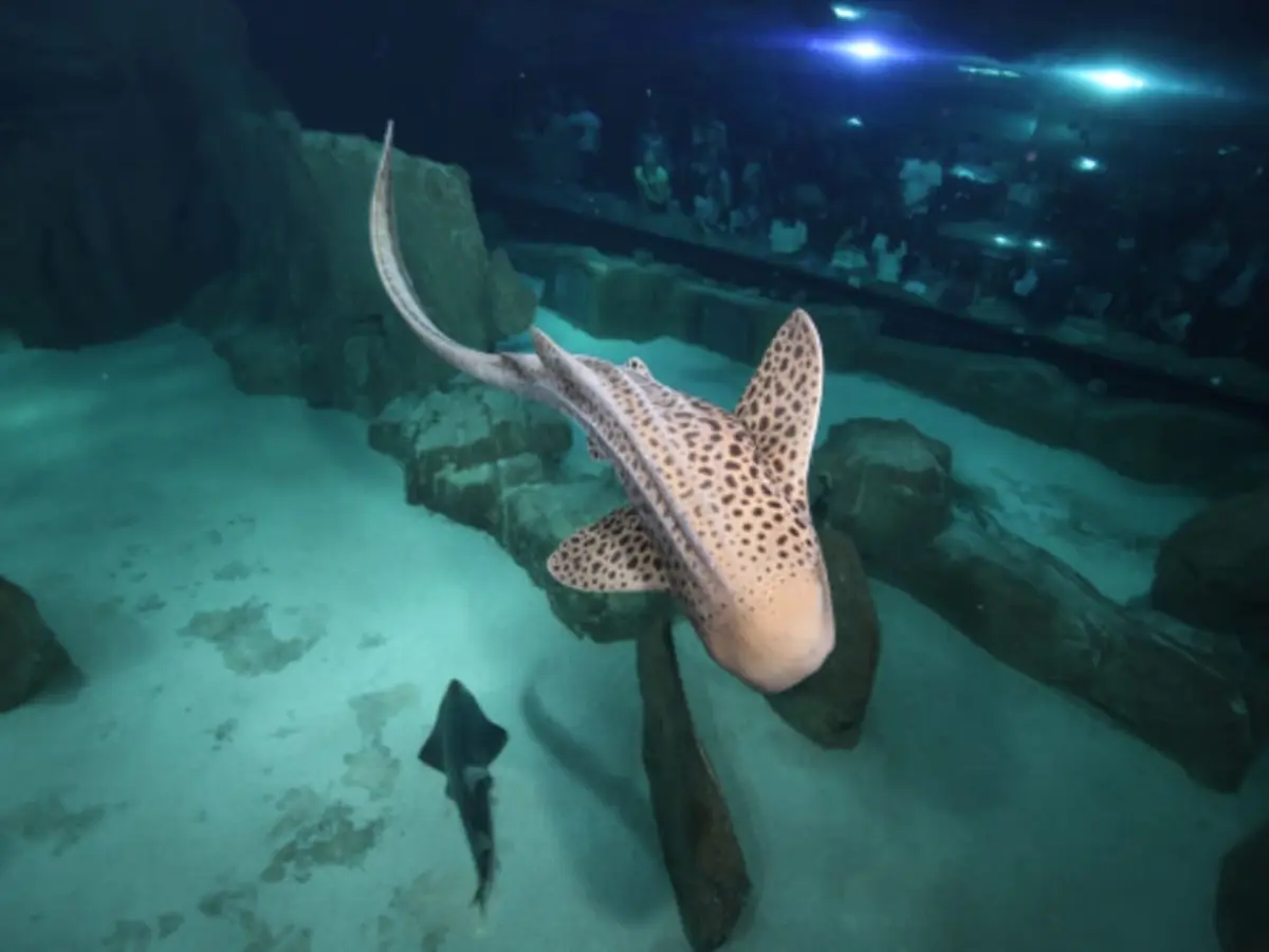 Billet nocturne pour l'Aquarium de Paris