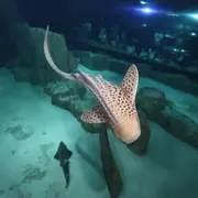 Billet nocturne pour l'Aquarium de Paris