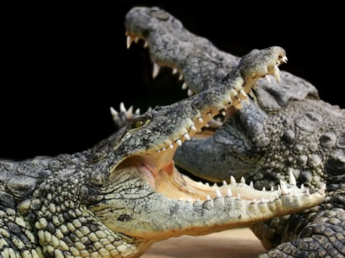 Billet pour Alligator Bay (50)