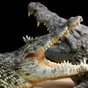 Billet pour Alligator Bay (50)