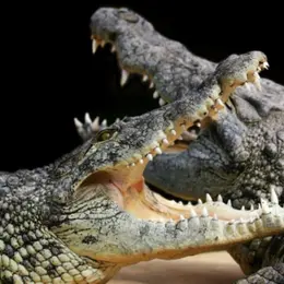 Billet pour Alligator Bay (50)