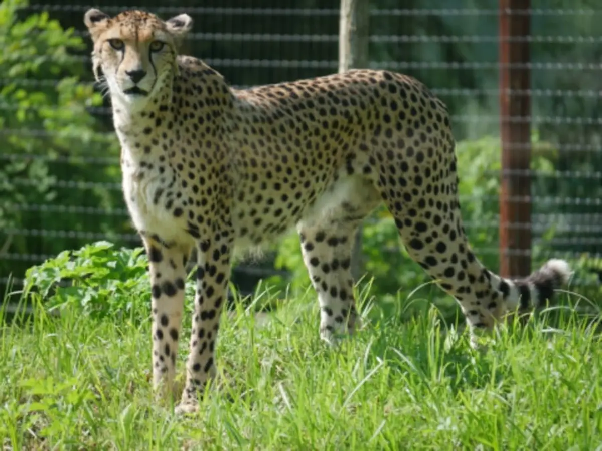 Billet pour Biotropica  (27)