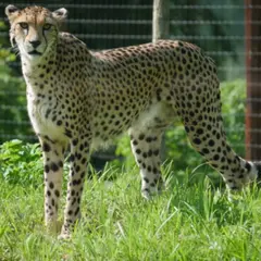 Billet pour Biotropica  (27)