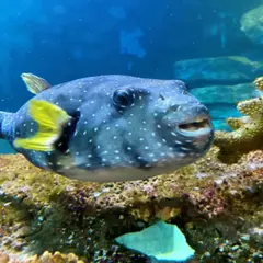 Billet pour l'Aquarium d'Amnéville (57)