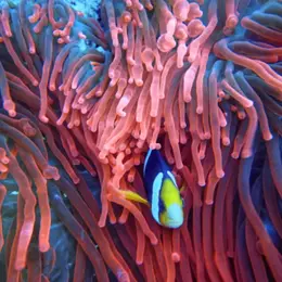 Billet pour l'Aquarium d'Amnéville (57)