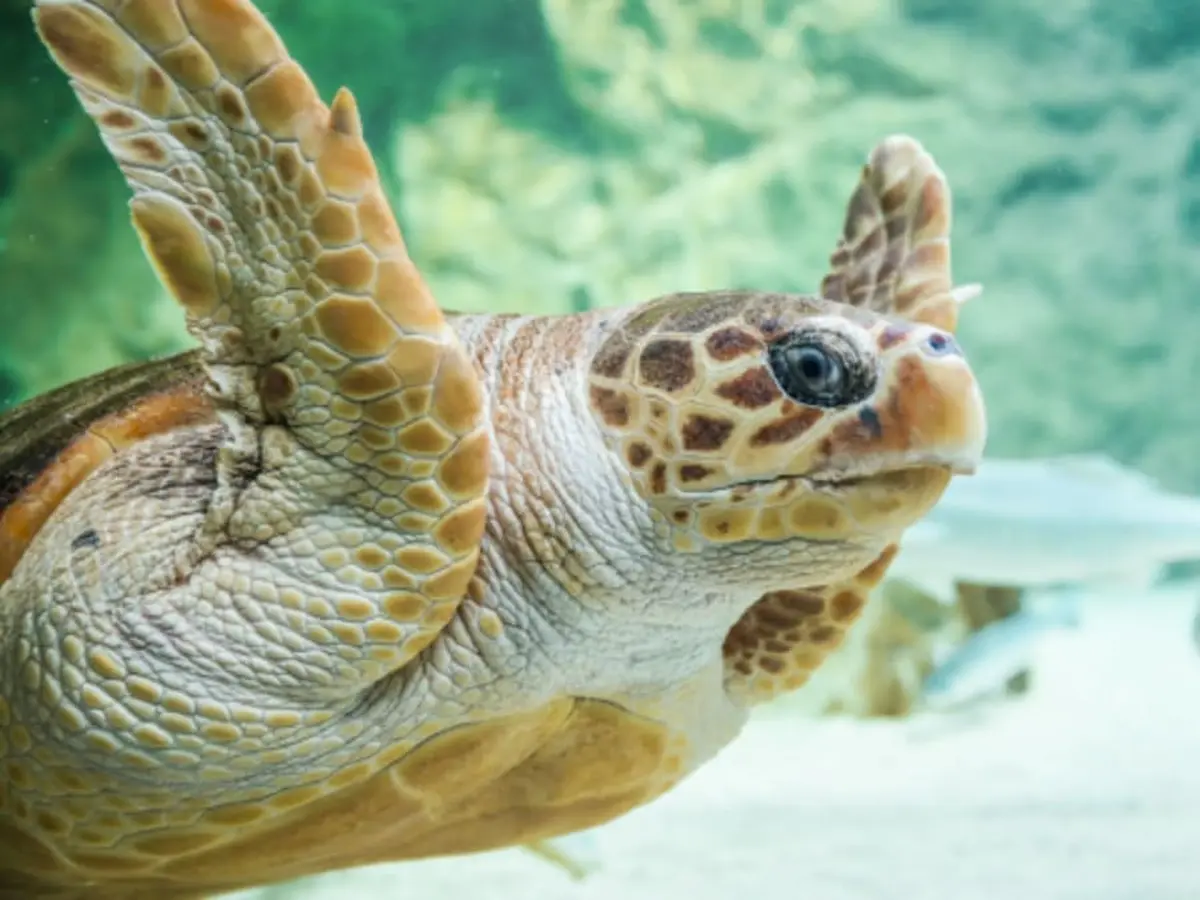 Billet pour l'Aquarium de Biarritz (64)