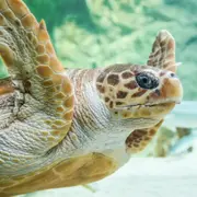 Billet pour l'Aquarium de Biarritz (64)