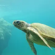 Billet pour l'Aquarium de Limoges (87)