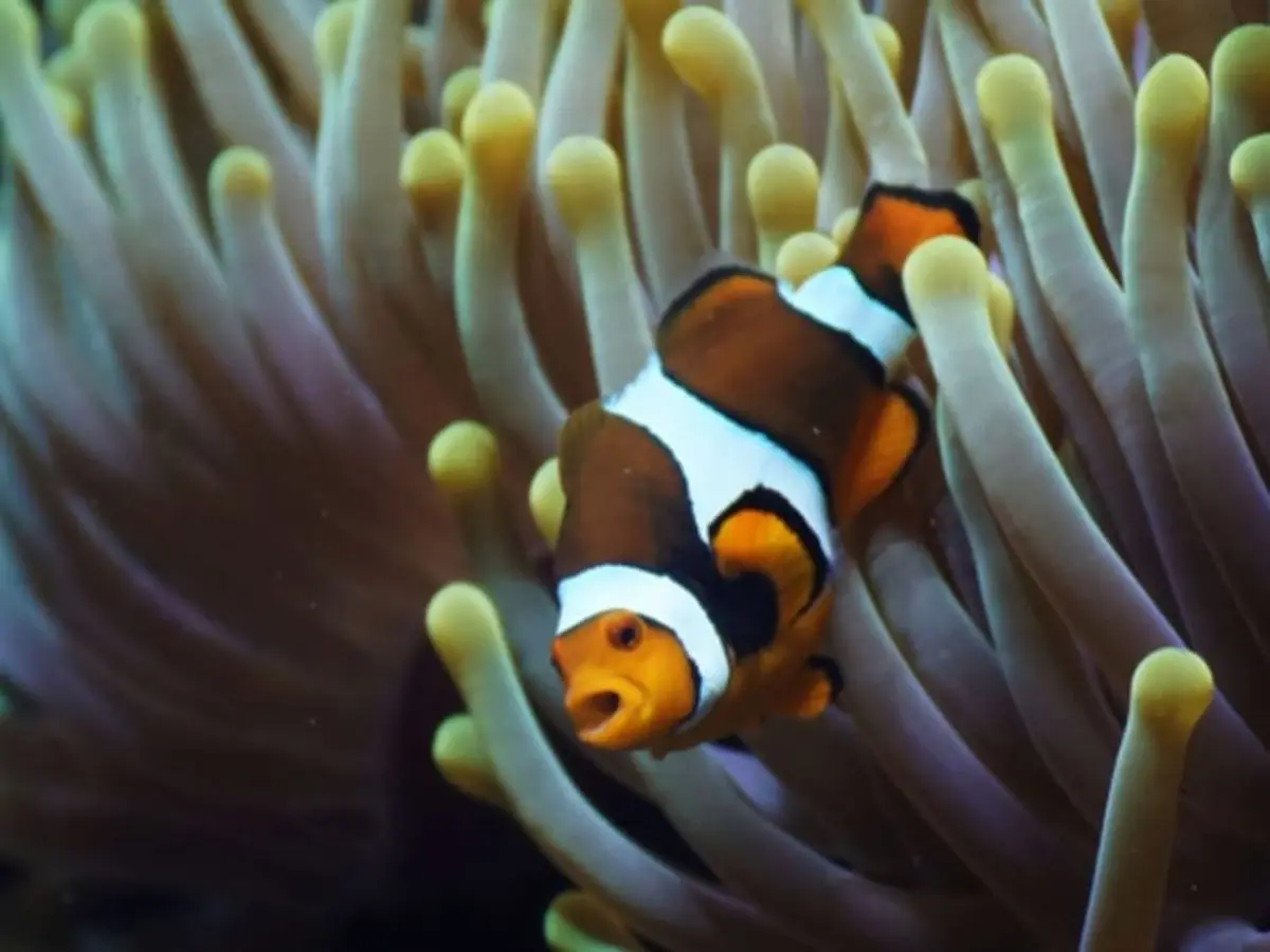 Billet pour l'Aquarium de Lyon (69)