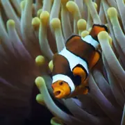 Billet pour l'Aquarium de Lyon (69)