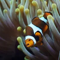 Billet pour l'Aquarium de Lyon (69) DR