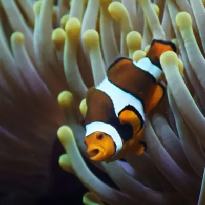 Billet pour l'Aquarium de Lyon (69)