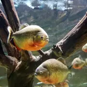 Billet pour l'Aquarium des Tropiques  (26)