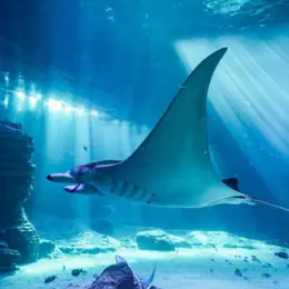 Sorties à Boulogne-sur-Mer ce week-end (7 au 9 août 2026) : 5 bons plans à découvrir d'urgence