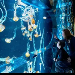 Billet pour l'Aquarium Nausicaá (62)