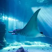 Billet pour l'Aquarium Nausicaá (62)